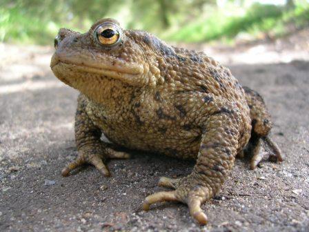 common-toad-copyright-john-baker.jpg?w=584